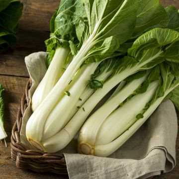 Chou de Chine Pak Choi Tai Sai - Brassica pekinensis