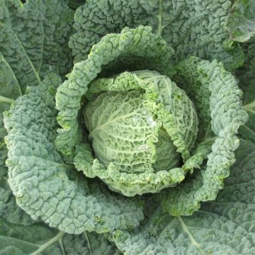 Chou de Milan Taler F1 - Brassica oleracea