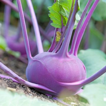 Kohlrabi Violet de Vienne (BIO Samen)