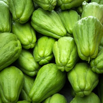 Chayote - Sechium edule