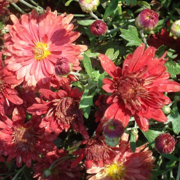 Chrysanthemum rubellum Duchess of Edimburgh - Herbst-Chrysantheme