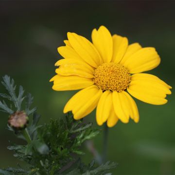 Chrysanthemum segetum - Saat-Wucherblume