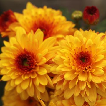 Chrysanthemum Bienchen - Herbst-Chrysantheme