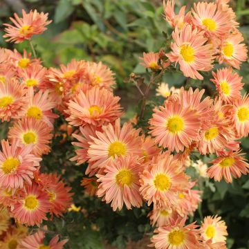 Chrysanthemum Cottage Apricot - Herbst-Chrysantheme