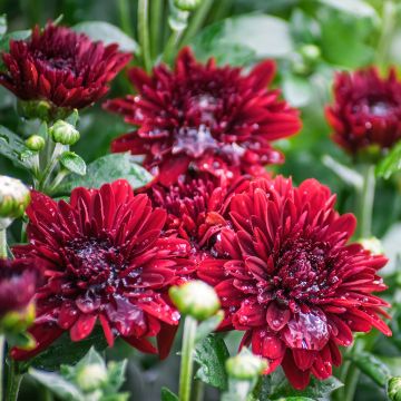 Chrysanthemum Herbstrubin - Herbst-Chrysantheme