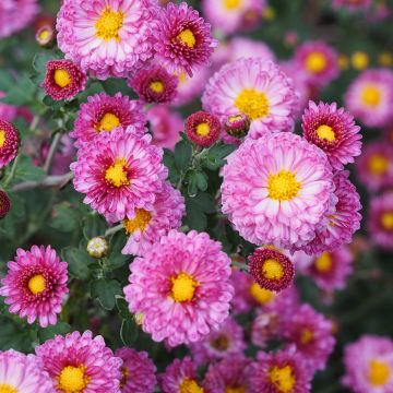 Chrysanthemum Mei Kyo - Herbst-Chrysantheme