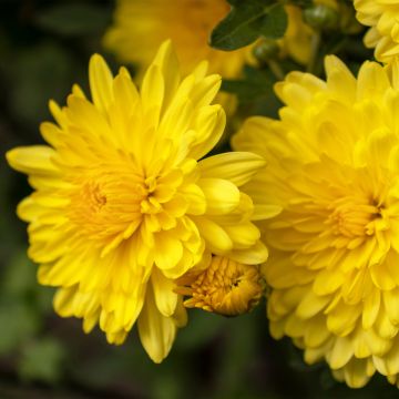 Chrysanthemum Nantyderry Sunshine - Herbst-Chrysantheme