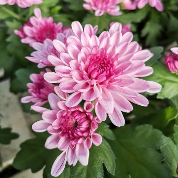 Chrysanthemum Nebelrose - Herbst-Chrysantheme