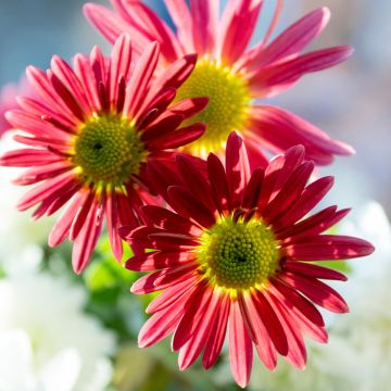 Chrysanthemum Oury - Herbst-Chrysantheme