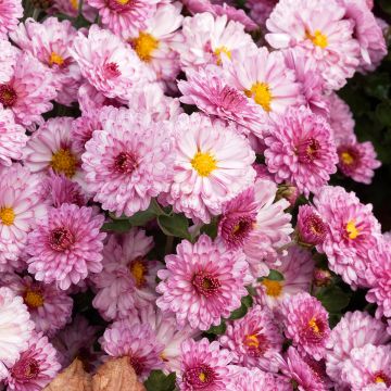 Chrysanthemum Rotes Julchen - Herbst-Chrysantheme