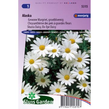 Chrysanthemum vulgare (Samen) - Rainfarn