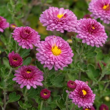 Chrysanthemum Anastasia - Herbst-Chrysantheme