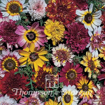 Chrysanthemum carinatum Summer Festival (Samen) - Wucherblume