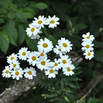 Chrysanthemum Tanacetum corymbosum