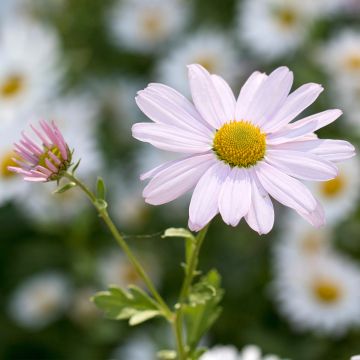 Chrysanthemum arcticum Roseum - Polar-Margerite