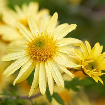 Chrysanthemum arcticum Schwefelglanz, Marguerite