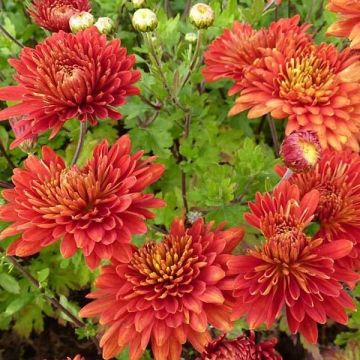 Chrysanthemum indicum Brennpunkt - Chrysantheme