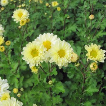 Chrysanthemum indicum Poesie - Chrysantheme