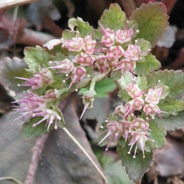 Chrysosplenium macrophyllum - Großblättriges Milzkraut