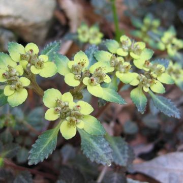 Chrysosplenium macrostemon v. shiobarense, Dorine