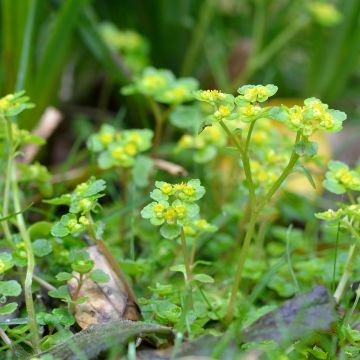 Chrysosplenium oppositifolium - Gegenblättriges Milzkraut