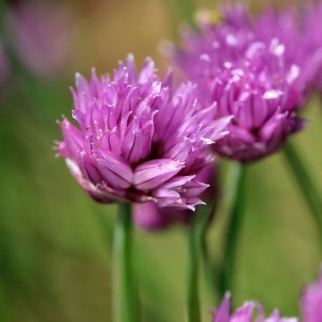 Schnittlauch - Allium schoenoprasum