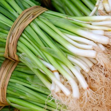 Schnittknoblauch Bio (Samen) - Allium tuberosum