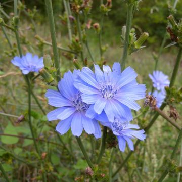 Cichorium intybus - Wegwarte