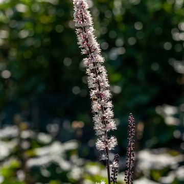 Actaea simplex Atropurpurea - Oktober-Silberkerze