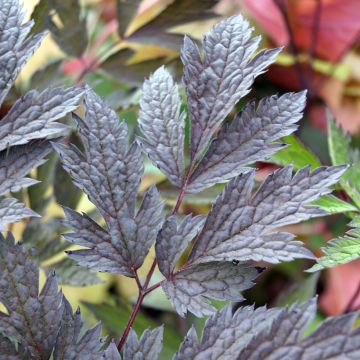 Actaea simplex Chocoholic - Oktober-Silberkerze