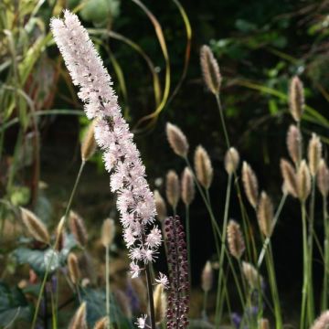 Actaea simplex Brunette - Oktober-Silberkerze