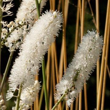 Actaea matsumurae White Pearl - Silberkerze