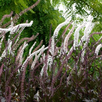 Actaea Black Negligee - Silberkerze