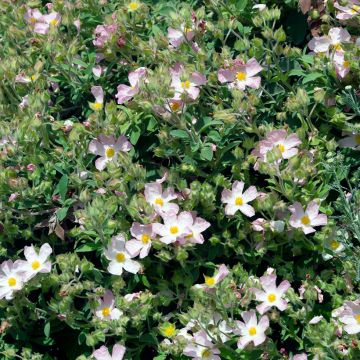 Zistrose Silver Pink - Cistus argenteus