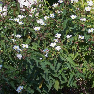 Cistus populifolius - Ciste à feuilles de peuplier