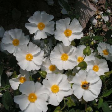 Felsen-Zistrose - Cistus corbariensis