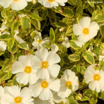 Zistrose Little Miss Sunshine - Cistus corbariensis