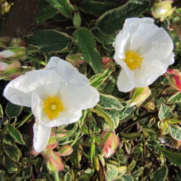 Cistus corbariensis Rospico - Ciste des Corbières panaché.