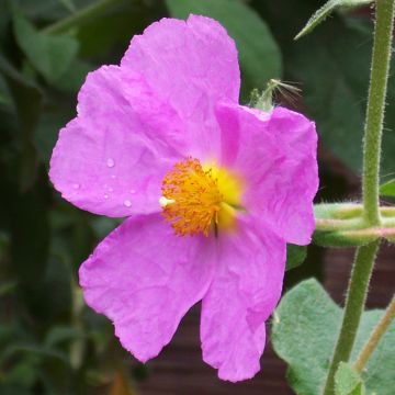 Kretische Zistrose - Cistus creticus