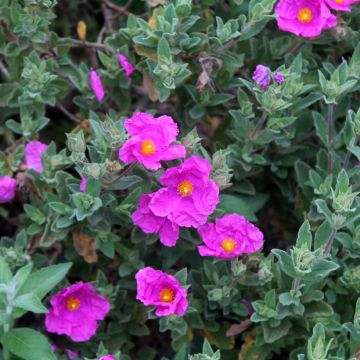 Zistrose - Cistus pulverulentus