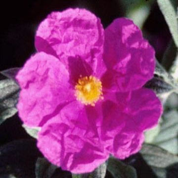 Cistus pulverulentus Sunset - Ciste pulvérulent