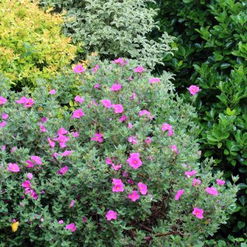 Cistus pulverulentus Sunset - Zistrose