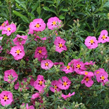 Purpur-Zistrose - Cistus purpureus