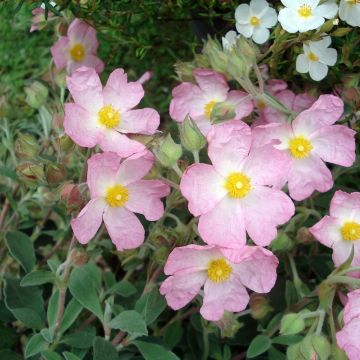 Zistrose Silver Pink - Cistus argenteus