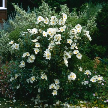 Cistus florentinus Repens - Zistrose