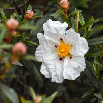 Zistrose - Cistus loretii