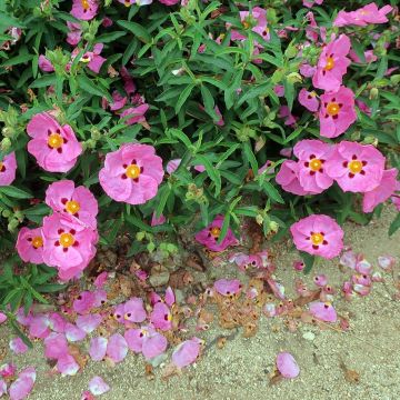 Zistrose Betty Taudevin - Cistus purpureus