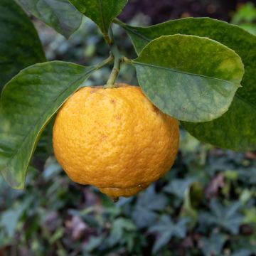 Römische Limette Pursha - Citrus limetta