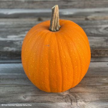 Garten-Kürbis Jack O'Lantern