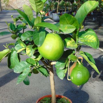 Grapefruit - Citrus x paradisi